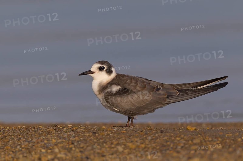 Black Tern (Chlidonias niger), Ohio, USA