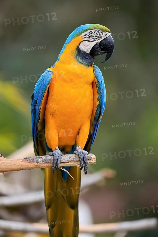 Yellow-breasted Macaw (Ara ararauna), adult, on wait, South America