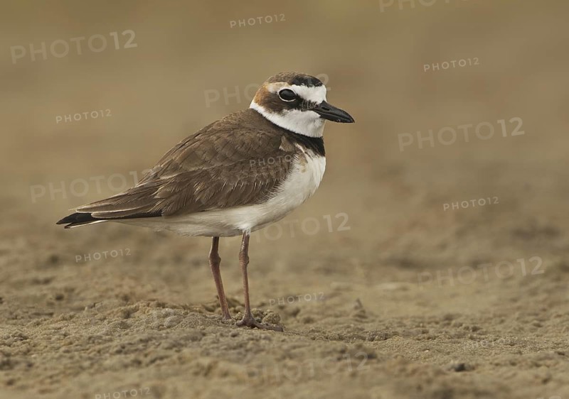 Wilson's Plover (Charadrius wilsonia), Texas, USA