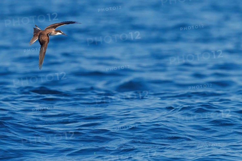 Animals, Birds, Tern, Bridled Tern, (Onychoprion anaethetus Syn: Sterna anaethetus), family of terns, migratory bird, foraging over the sea, flight photo Salalah, Off Mirbat, Dhofar, Oman