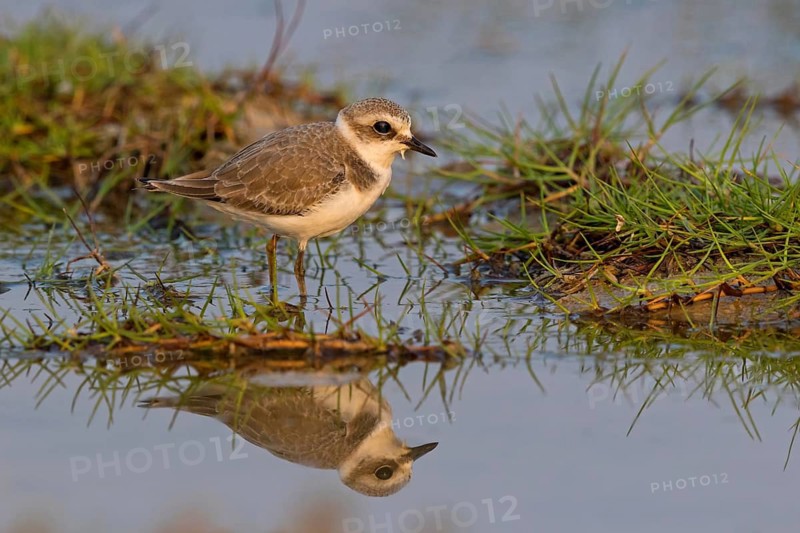 Animals, birds, plover, Kentish plover, (Charadrius alexandrinus), biotope, habitat, foraging, Khawr Rawri, Salalah, Sohar, Oman