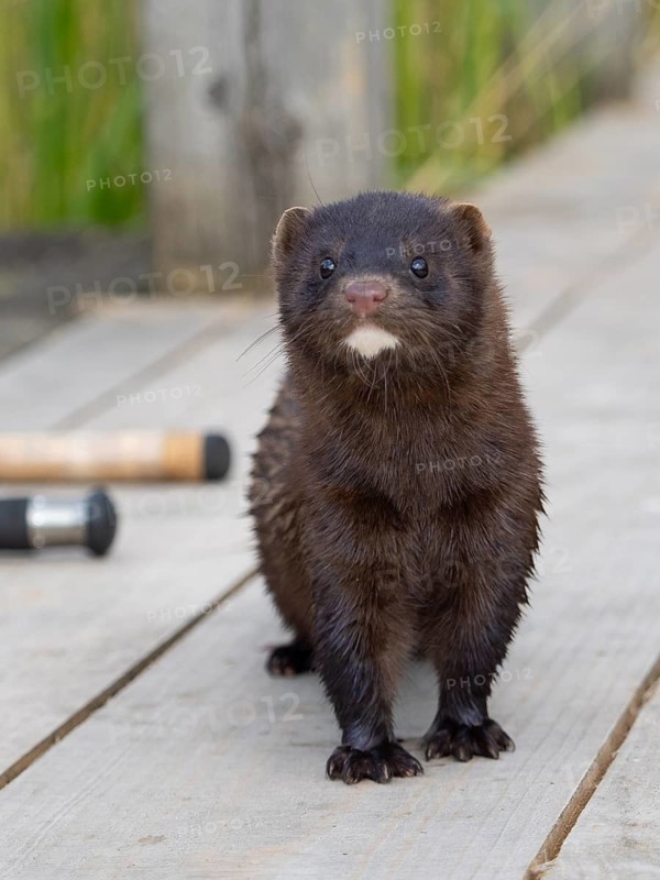 A curious mink