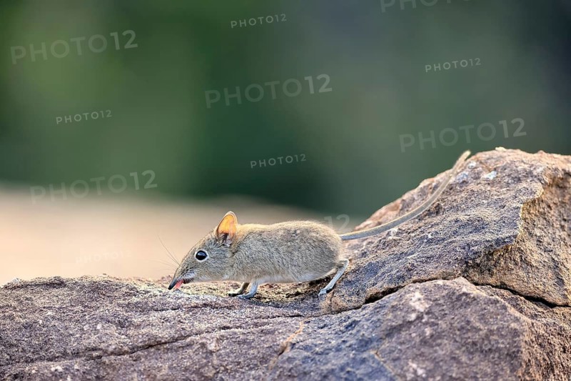 Short-eared trunked shrew (Macroscelides probosideus), short-eared elephant shrew, short-eared trunked shrew, adult, feeding, alert, Mountain Zebra National Park, Eastern Cape, South Africa
