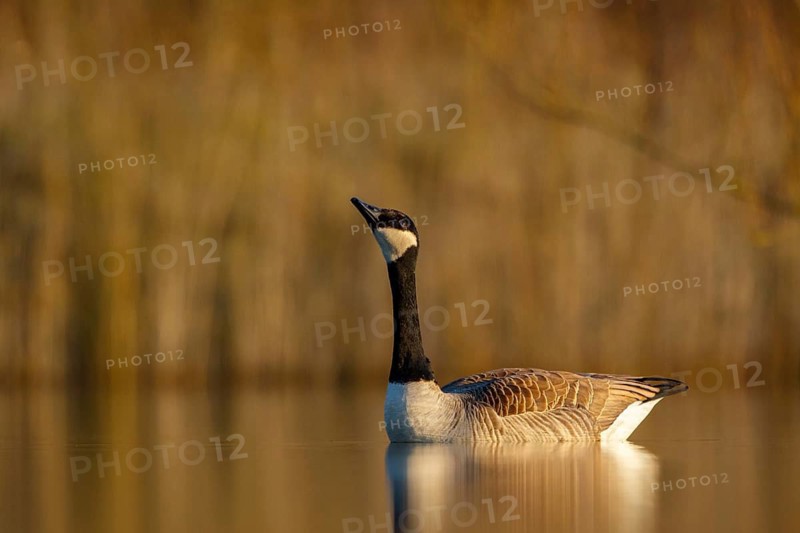 Canada Goose (Branta canadensis), North Rhine-Westphalia, Germany