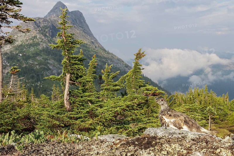 White-tailed Ptarmigan (Lagopus leucurus) in the alpine habitat of British Columbia, Canada