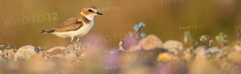 Animals, birds, plover, Kentish plover, (Charadrius alexandrinus), biotope, habitat, foraging, Lesbos, Greece