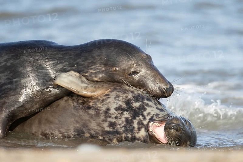 Atlantic grey seal (Halichoerus grypus) two adult animals in love courting in the breaking waves of the sea on a seaside beach, England, United Kingdom