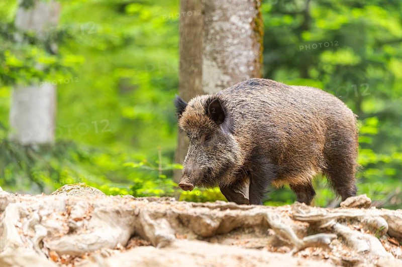 Wild boar (Sus scrofa) walking in a forest, Bavaria, Germany