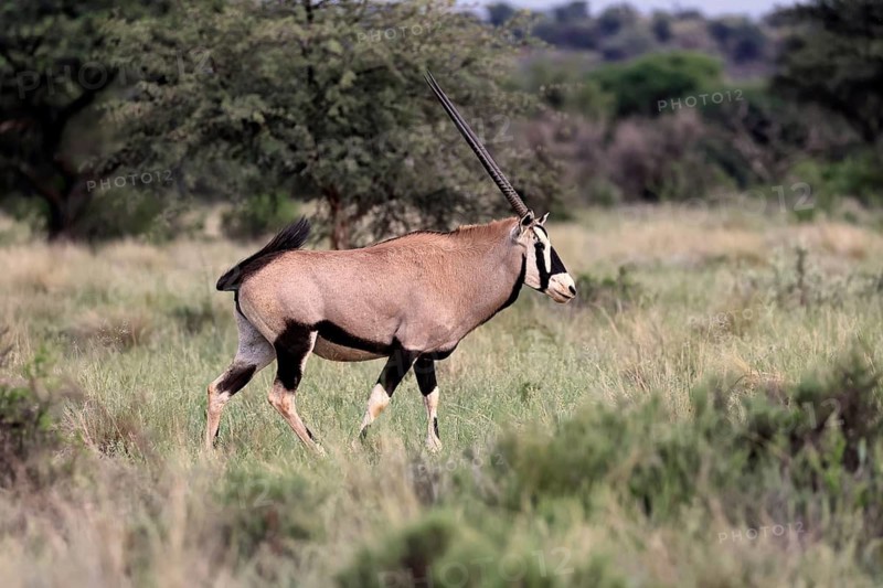 Oryx gazella, South African spikebuck, adult, running, foraging, Mokala National Park, Northern Cape, South Africa