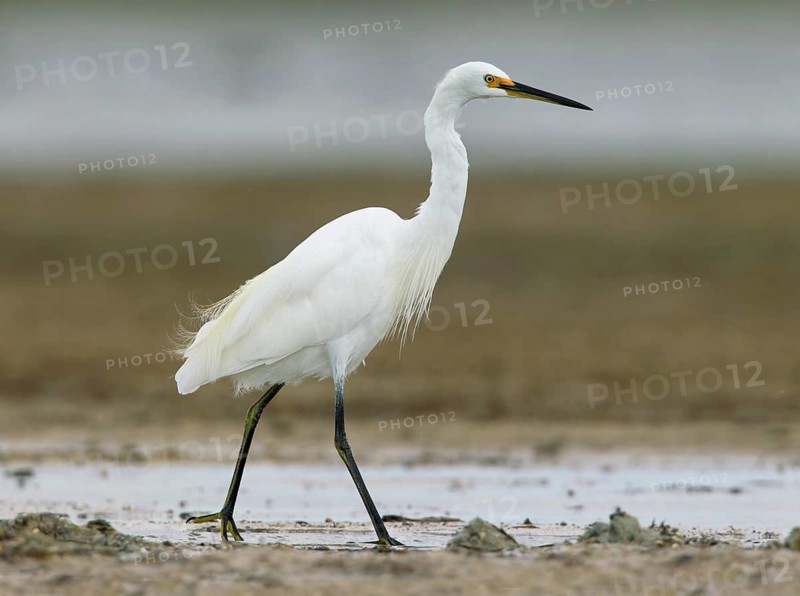 Little Egret (Egretta garzetta) foraging, Victoria, Australia