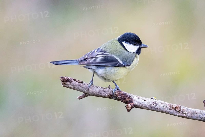 Great tit (Parus major) Germany