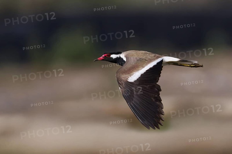Red-wattled Lapwing (Vanellus indicus) flying, Oman