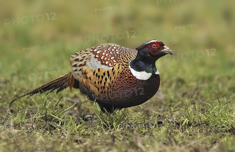 Common Pheasant (Phasianus colchicus) male, British Columbia, Canada