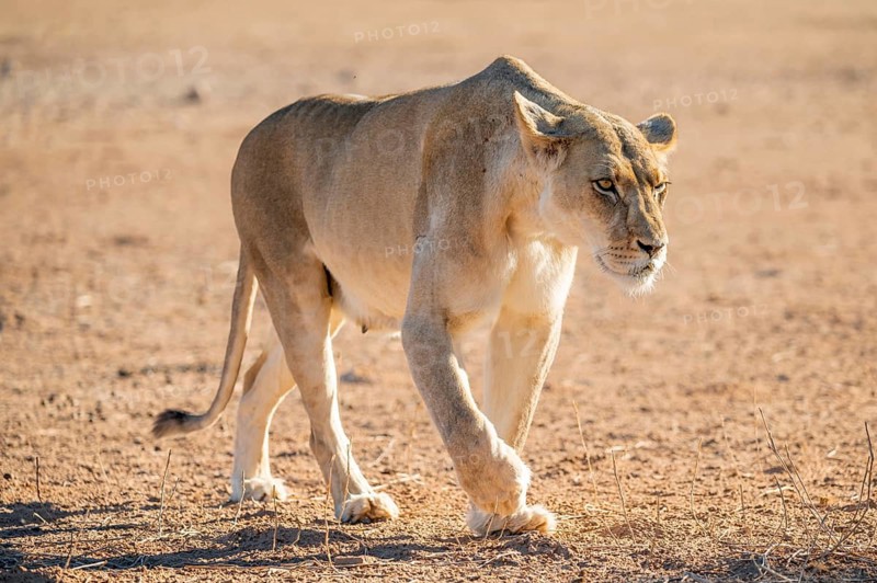 Lioness (Panthera leo) walking on dry ground, Kgalagadi Transfrontier National Park, Northern Cape, South Africa
