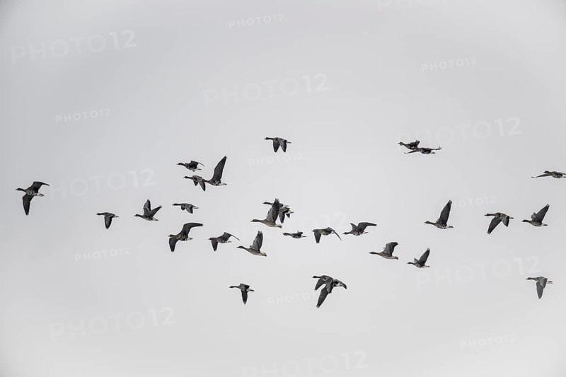 White-fronted geese (Anser albifrons), Lower Saxony, Germany