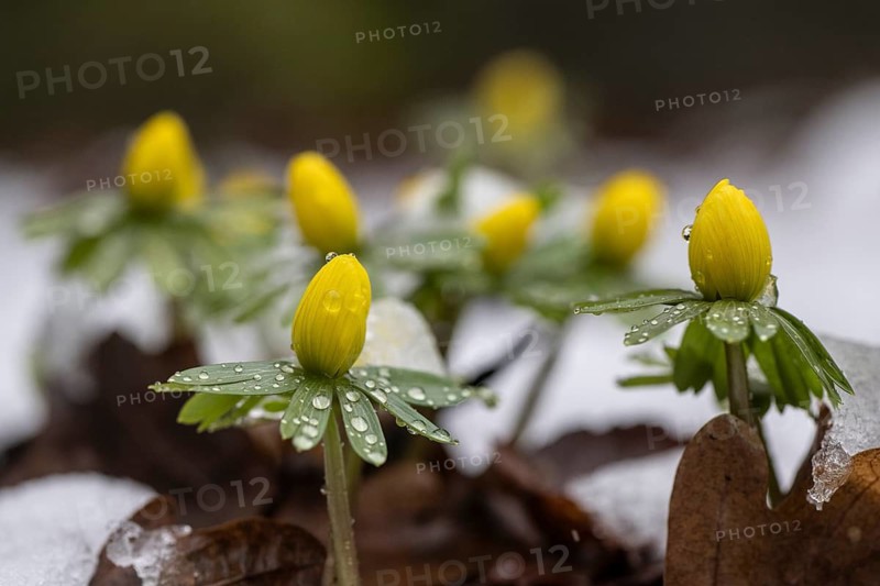 Winter aconites (Erantnis hyemalis), Emsland, Lower Saxony, Germany