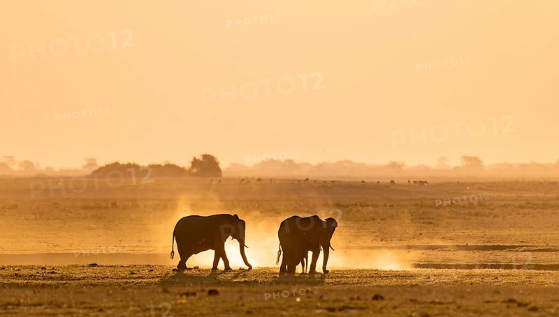 African elephant (Loxodonta africana), silhouette, sunset, atmospheric light, Ihaha, Chobe National Park National Park, Botswan