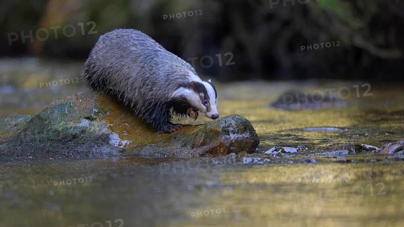 European badger (Meles meles), sitting on a stone in a stream in the last light, deciduous tree is reflected in the water, Swabian Alb biosphere reserve, Baden-Württemberg, Germany