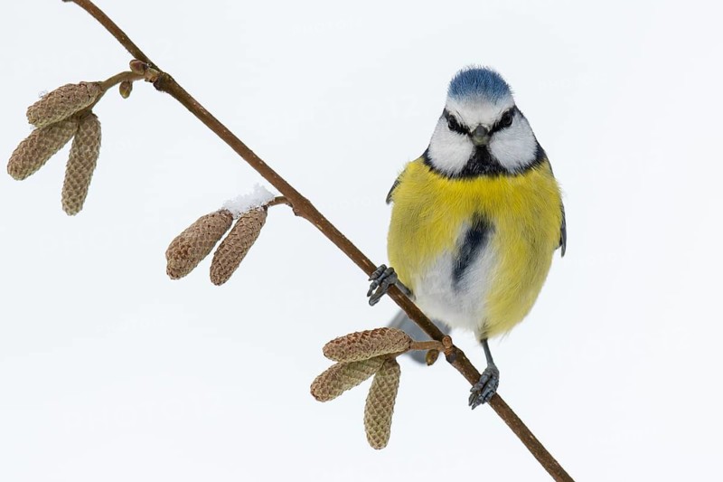 Blue tit (Cyanistes caeruleus) in the snow, Vechta, Lower Saxony, Germany