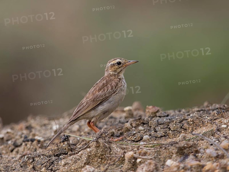 Paddyfield Pipit (Anthus rufulus), Sri Lanka