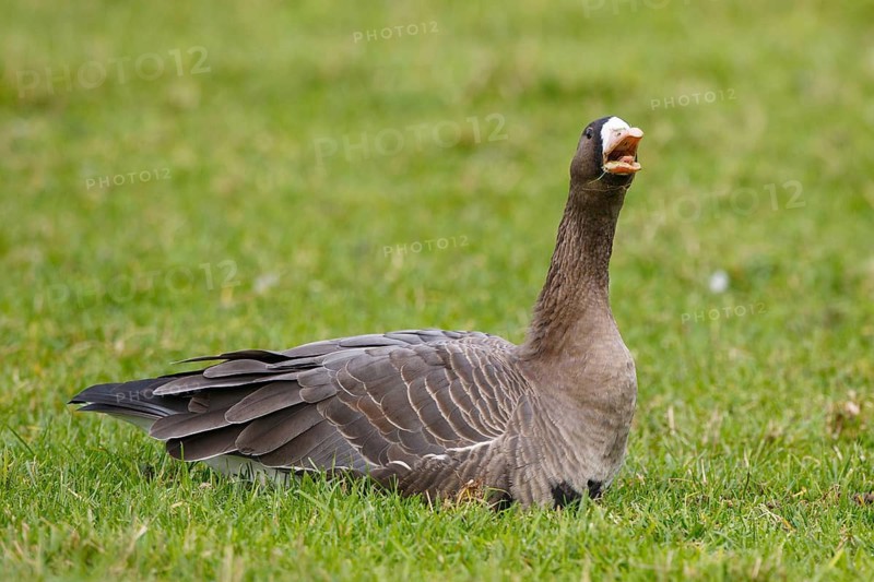 Greater White-fronted Goose (Anser albifrons), North Rhine-Westphalia, Germany