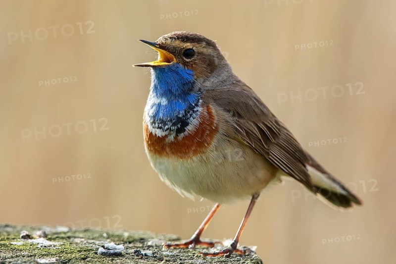 Bluethroat (Luscinia svecica cyanecula) male singing, Netherlands