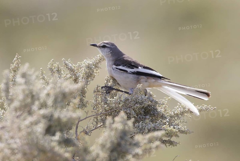 White-banded Mockingbird (Mimus triurus), Chubut, Argentina