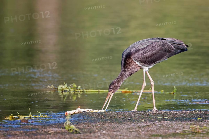 Black Stork (Ciconia nigra) juvenile foraging, Saxony-Anhalt, Germany