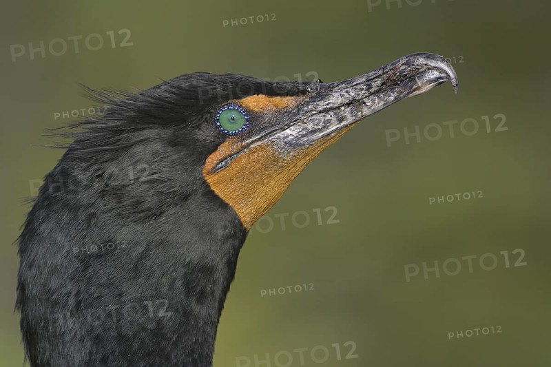 Double-crested Cormorant (Phalacrocorax auritus), Florida, USA