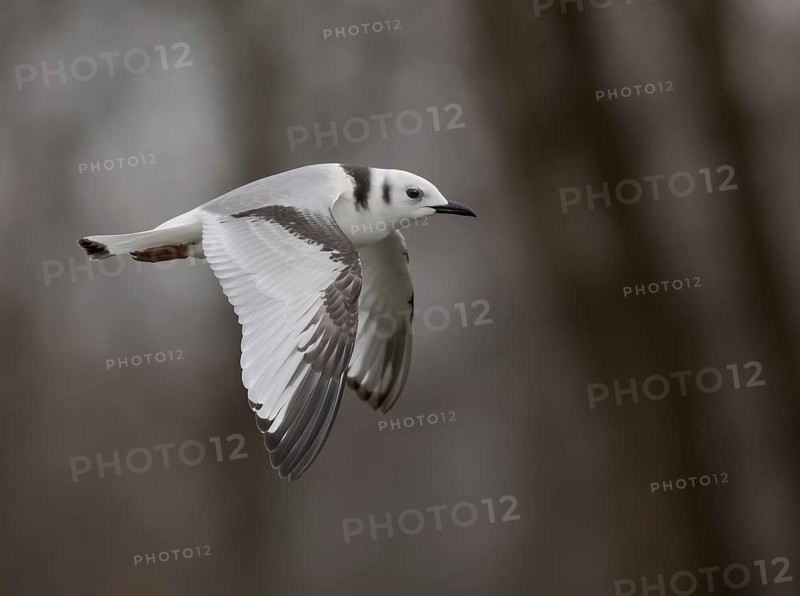 Black-legged Kittiwake (Rissa tridactyla) 1st year, flying, Ohio, USA
