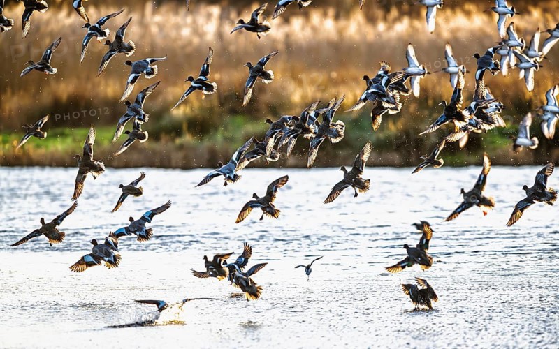 Eurasian Wigeon, Mareca penelope, birds in flight over marshes in Devon, England, United Kingdom