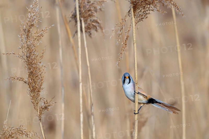 Bearded reedling, bearded tit (Panurus biarmicus) adult male perched on reed stem while foraging among seed heads in reedbed at wetland in spring