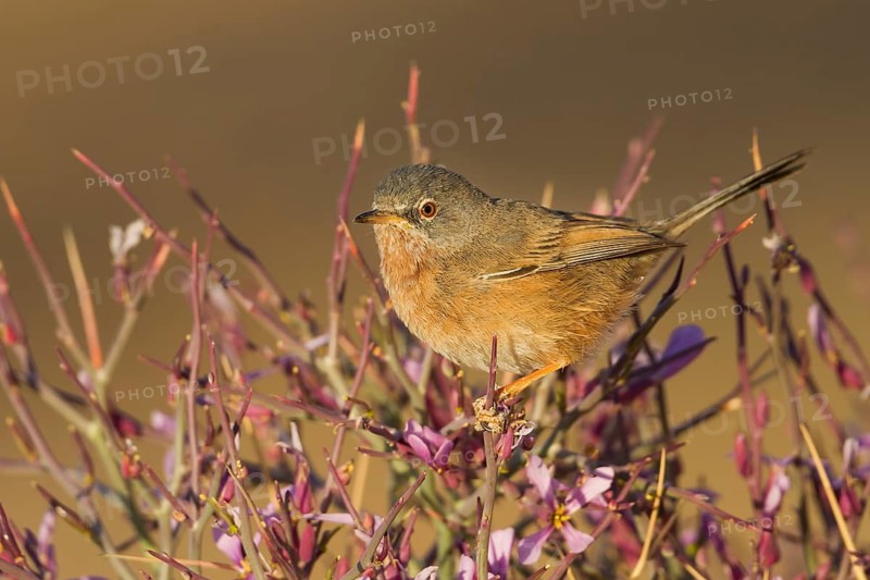 Tristrams Warbler - Atlasgrasmücke - Sylvia deserticola, Morocco, adult