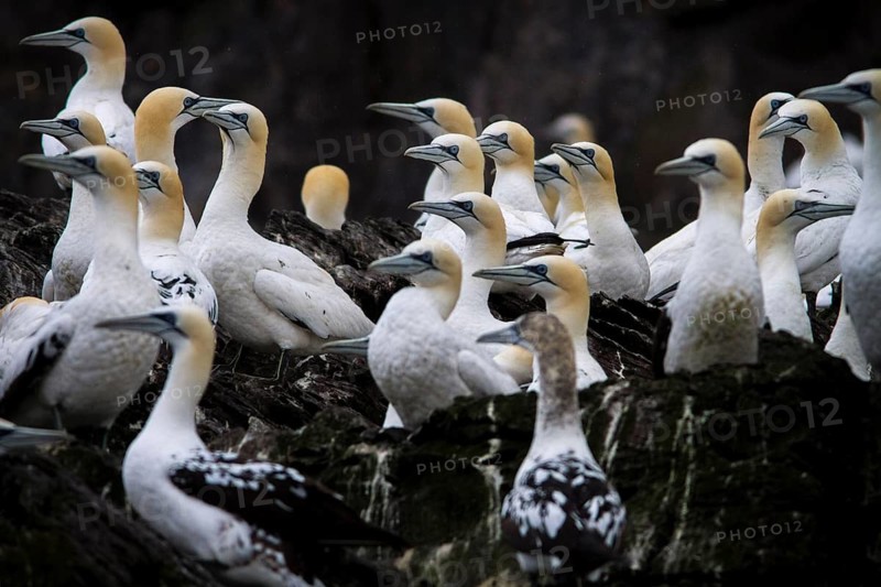 Northern Gannet (Morus bassanus), Bass Rock, Scotland, United Kingdom
