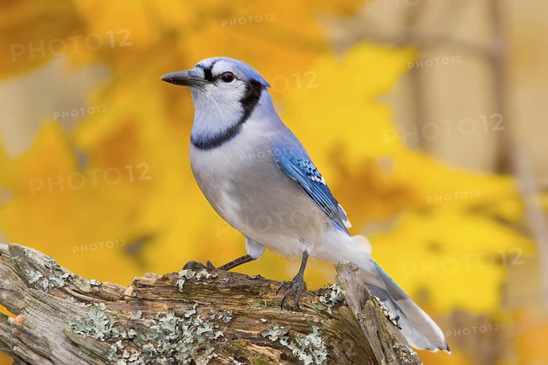 Blue Jay Cyanocitta cristata Minneapolis, Minnesota, USA 1 November Adult Corvidae