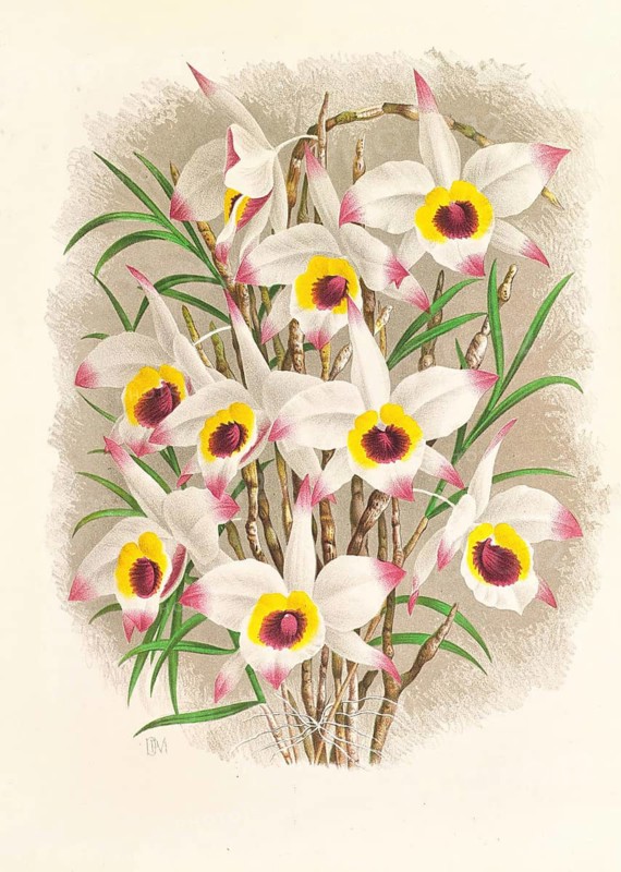 Orchid, Dendrobium Falconeri, authentic reproduction of an illustration by Jean Jules Linden (1817 - 1898), Luxembourgish-Belgian botanist, one of the fathers of orchid research, Historical