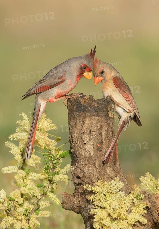 Pyrrhuloxia (Cardinalis sinuatus) male perched on a stump, Texas, USA