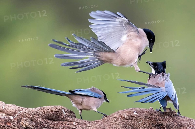 Iberian Magpie (Cyanopica cooki) group of three, Andalusia, Spain