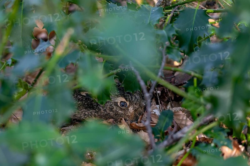 Already at the end of January I discover a hare (Lepus europaeus), born a few days ago, resting in the shelter of a holly tree, camouflage, protection, young hare, sweet, cute, Germany