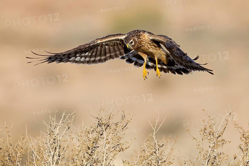 Kornweihe, Hen Harrier, Northern Harrier, Circus cyaneus, Busard Saint-Martin, Aguilucho Pálido
