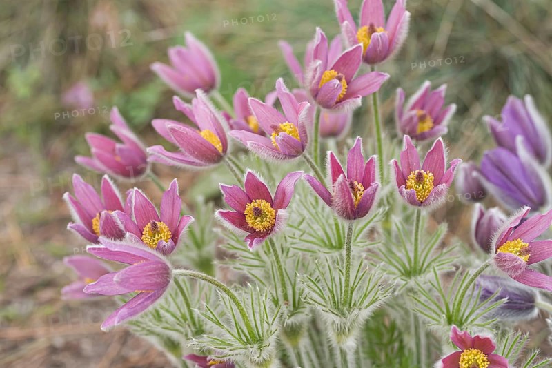 Cowslip (Pulsatilla vulgaris 'Rubra'), Späth Arboretum, Germany