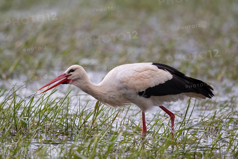 White Stork (Ciconia ciconia) foraging, Poland