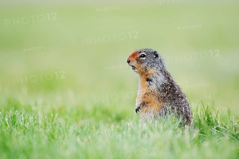 Columbia ground squirrel (Urocitellus columbianus, Spermophilus columbianus) sitting upright in a meadow, Waterton Lakes National Park, Alberta, Canada