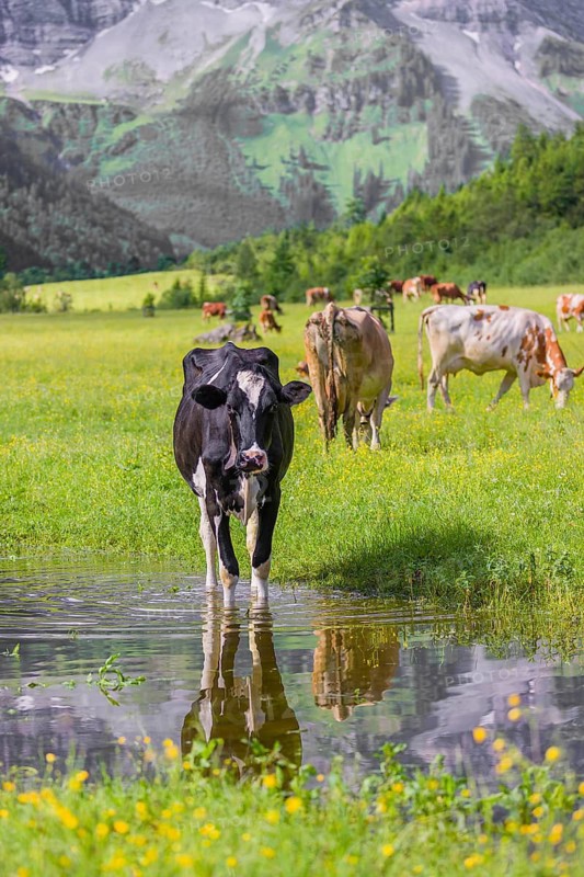 Holstein Friesian cattle stand on a green meadow at a puddle and drink. A reflection of the cows and the mountains can be seen in the puddle. Eng Valley, Austria