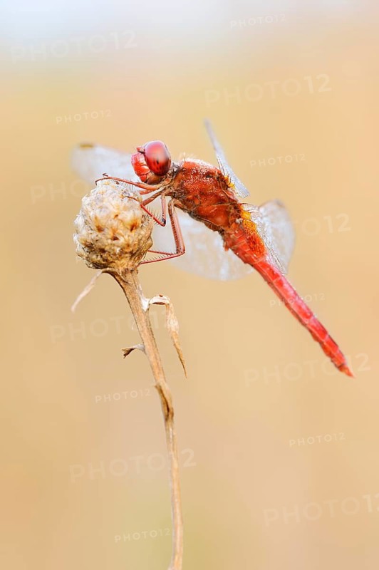 Scarlet Dragonfly (Crocothemis erythraea), male with dewdrops, North Rhine-Westphalia, Germany