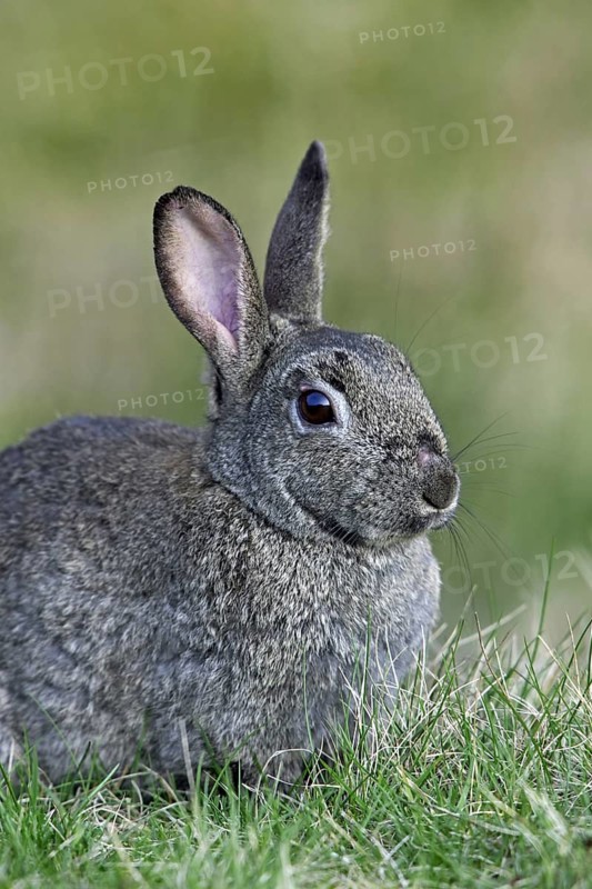 Common European rabbit (Oryctolagus cuniculus) sitting in meadow