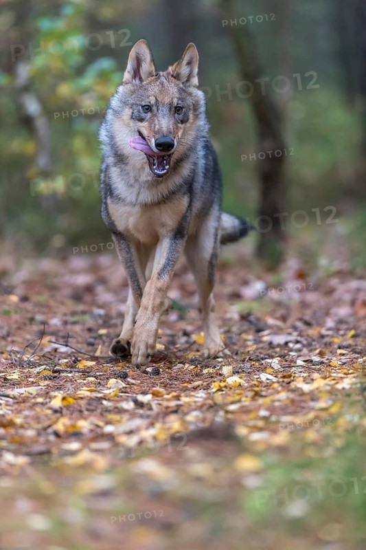 One young male eurasian gray wolf (Canis lupus lupus) running thru a forest with rocks and heather. Green vegetation in the background