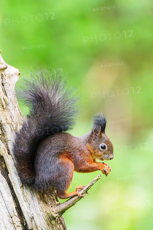 Red squirrel (Sciurus vulgaris) sitting on an old wrotten tree trunk in a forest, Bavaria, Gernany
