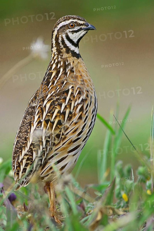 Rain Quail (Coturnix coromandelica) male, Maharashtra, India