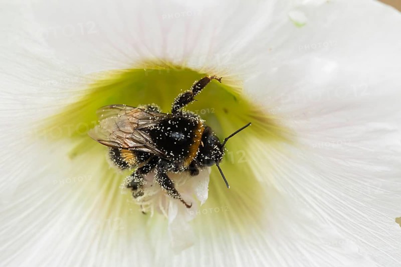 Buff tailed bumblebee (Bombus terrestris) adult bee insect feeding on a garden Hollyhock flower in summer, Suffolk, England, United Kingdom
